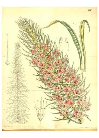 Reproducción/Reproduction 8346206751: Curtis's botanical magazine.. London ;New York [etc.] :Academic Press [etc.]