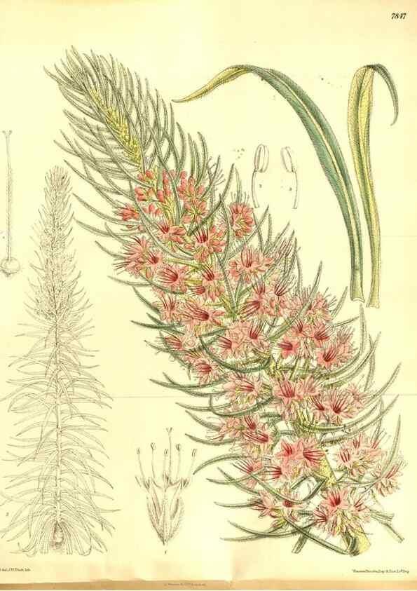 Reproducción/Reproduction 8346206751: Curtis's botanical magazine.. London ;New York [etc.] :Academic Press [etc.]