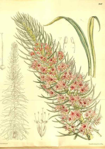 Reproducción/Reproduction 8346206751: Curtis's botanical magazine.. London ;New York [etc.] :Academic Press [etc.]