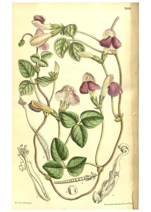 Reproducción/Reproduction 8347233534: Curtis's botanical magazine.. London ;New York [etc.] :Academic Press [etc.]