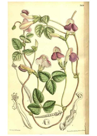 Reproducción/Reproduction 8347233534: Curtis's botanical magazine.. London ;New York [etc.] :Academic Press [etc.]