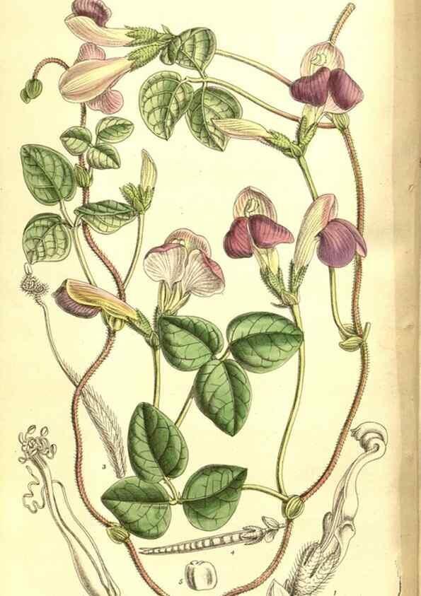 Reproducción/Reproduction 8347233534: Curtis's botanical magazine.. London ;New York [etc.] :Academic Press [etc.]