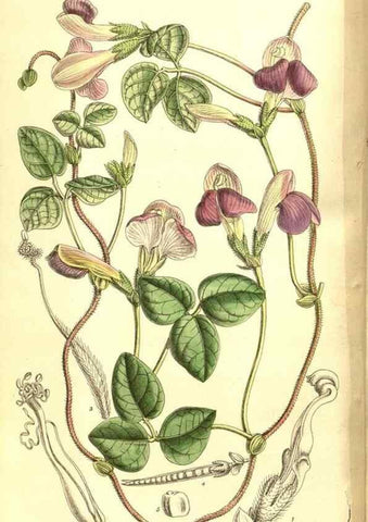 Reproducción/Reproduction 8347233534: Curtis's botanical magazine.. London ;New York [etc.] :Academic Press [etc.]