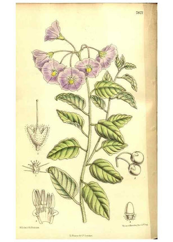 Reproducción/Reproduction 8347235578: Curtis's botanical magazine.. London ;New York [etc.] :Academic Press [etc.]