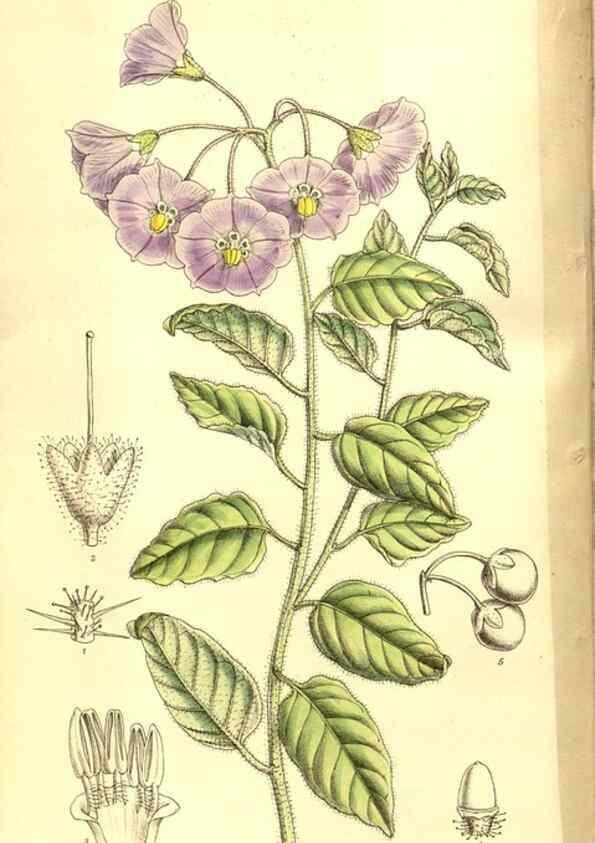 Reproducción/Reproduction 8347235578: Curtis's botanical magazine.. London ;New York [etc.] :Academic Press [etc.]
