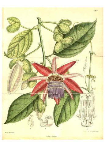 Reproducción/Reproduction 8347236284: Curtis's botanical magazine.. London ;New York [etc.] :Academic Press [etc.]