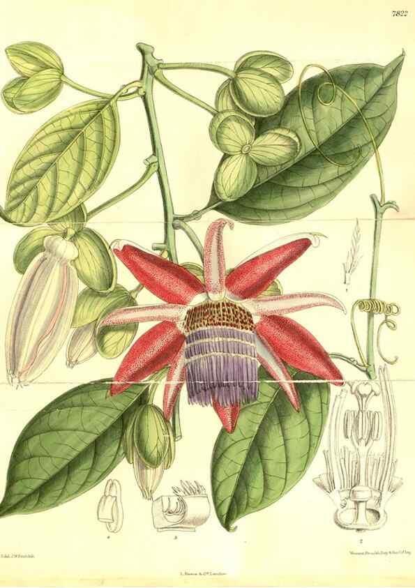 Reproducción/Reproduction 8347236284: Curtis's botanical magazine.. London ;New York [etc.] :Academic Press [etc.]