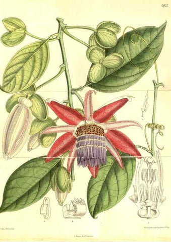 Reproducción/Reproduction 8347236284: Curtis's botanical magazine.. London ;New York [etc.] :Academic Press [etc.]