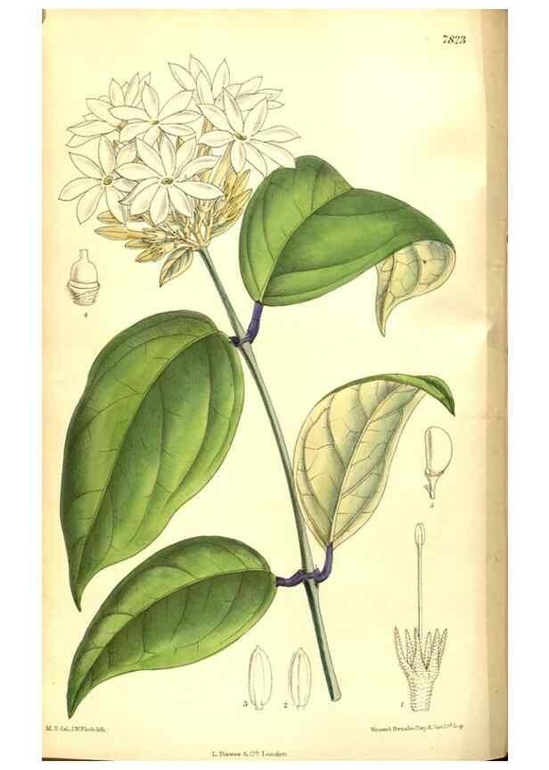 Reproducción/Reproduction 8346183223: Curtis's botanical magazine.. London ;New York [etc.] :Academic Press [etc.]