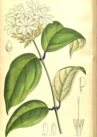 Reproducción/Reproduction 8346183223: Curtis's botanical magazine.. London ;New York [etc.] :Academic Press [etc.]