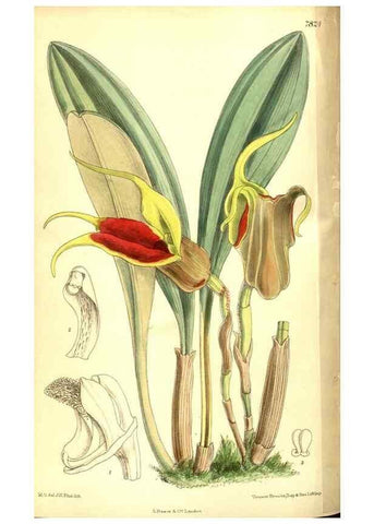 Reproducción/Reproduction 8347238346: Curtis's botanical magazine.. London ;New York [etc.] :Academic Press [etc.]