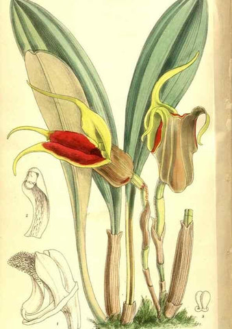 Reproducción/Reproduction 8347238346: Curtis's botanical magazine.. London ;New York [etc.] :Academic Press [etc.]