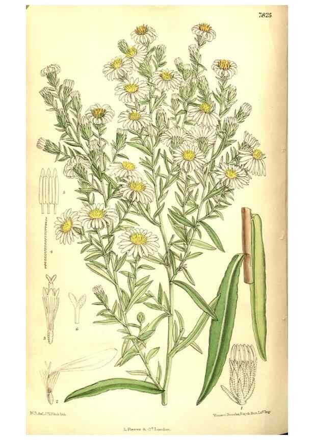 Reproducción/Reproduction 8347239636: Curtis's botanical magazine.. London ;New York [etc.] :Academic Press [etc.]