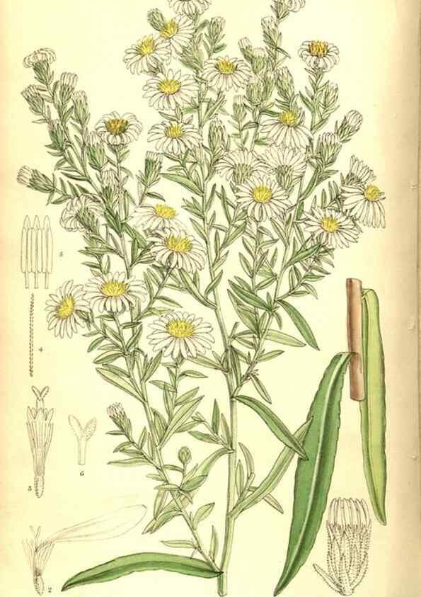 Reproducción/Reproduction 8347239636: Curtis's botanical magazine.. London ;New York [etc.] :Academic Press [etc.]