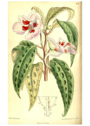 Reproducción/Reproduction 8347240558: Curtis's botanical magazine.. London ;New York [etc.] :Academic Press [etc.]