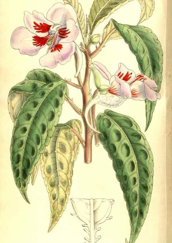 Reproducción/Reproduction 8347240558: Curtis's botanical magazine.. London ;New York [etc.] :Academic Press [etc.]