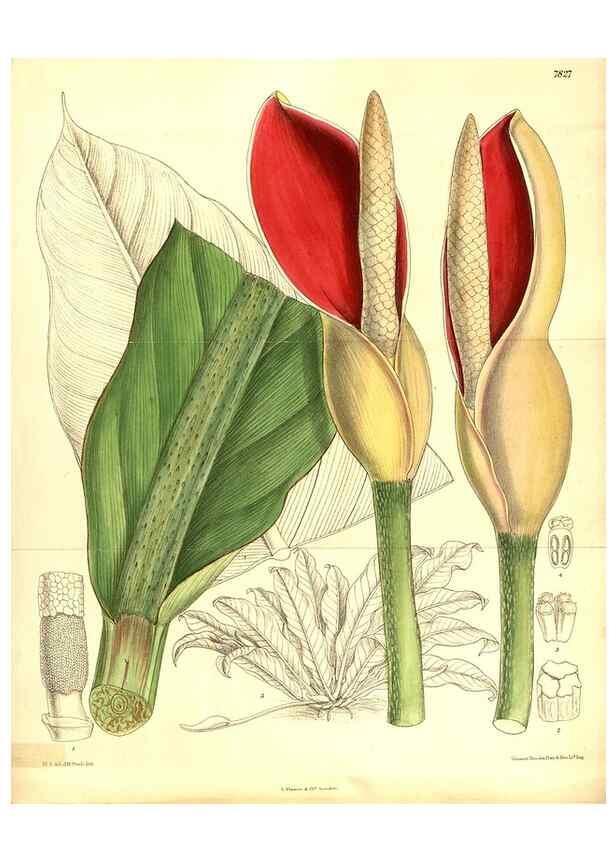 Reproducción/Reproduction 8346187031: Curtis's botanical magazine.. London ;New York [etc.] :Academic Press [etc.]