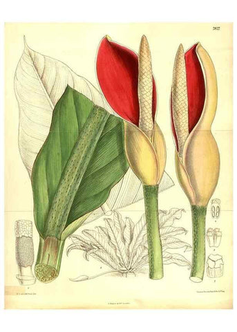 Reproducción/Reproduction 8346187031: Curtis's botanical magazine.. London ;New York [etc.] :Academic Press [etc.]