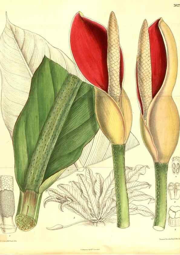 Reproducción/Reproduction 8346187031: Curtis's botanical magazine.. London ;New York [etc.] :Academic Press [etc.]