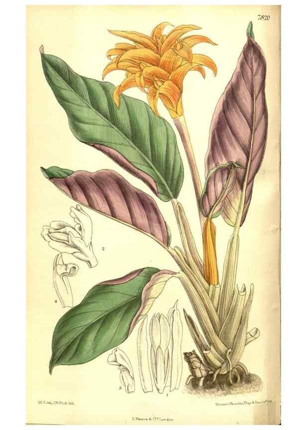 Reproducción/Reproduction 8346180395: Curtis's botanical magazine.. London ;New York [etc.] :Academic Press [etc.]