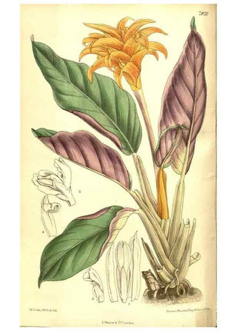 Reproducción/Reproduction 8346180395: Curtis's botanical magazine.. London ;New York [etc.] :Academic Press [etc.]