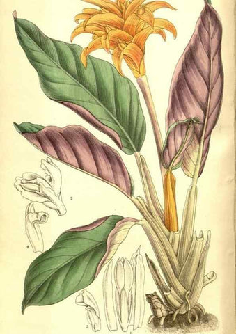 Reproducción/Reproduction 8346180395: Curtis's botanical magazine.. London ;New York [etc.] :Academic Press [etc.]
