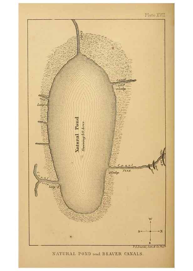 Reproducción/Reproduction 8357343717: The American beaver and his works.. Philadelphia,J.B. Lippincott & Co.,1868.