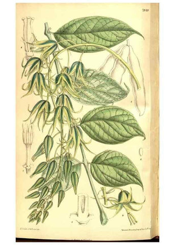 Reproducción/Reproduction 8347261802: Curtis's botanical magazine.. London ;New York [etc.] :Academic Press [etc.]
