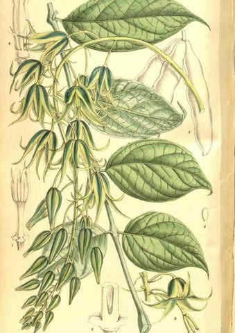 Reproducción/Reproduction 8347261802: Curtis's botanical magazine.. London ;New York [etc.] :Academic Press [etc.]