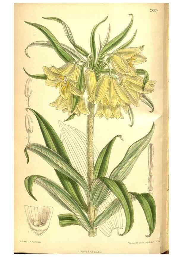 Reproducción/Reproduction 8346209729: Curtis's botanical magazine.. London ;New York [etc.] :Academic Press [etc.]