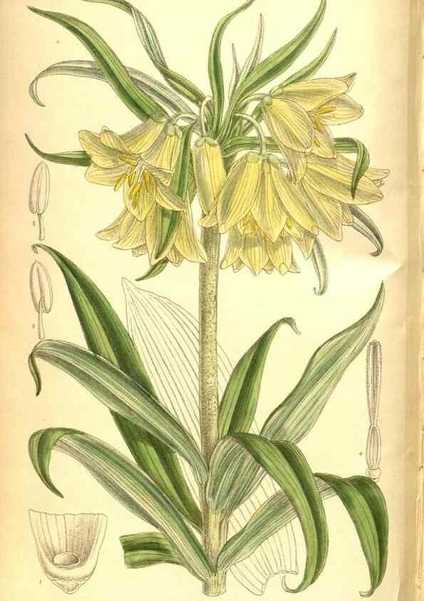 Reproducción/Reproduction 8346209729: Curtis's botanical magazine.. London ;New York [etc.] :Academic Press [etc.]