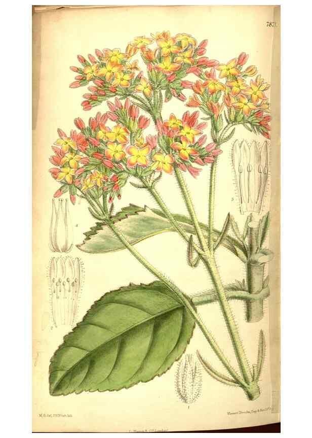 Reproducción/Reproduction 8346229565: Curtis's botanical magazine.. London ;New York [etc.] :Academic Press [etc.]