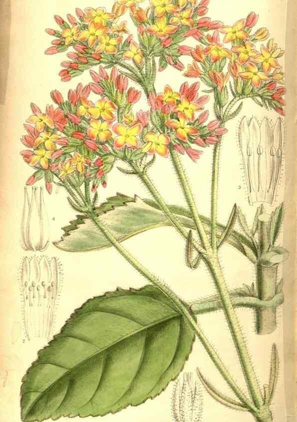 Reproducción/Reproduction 8346229565: Curtis's botanical magazine.. London ;New York [etc.] :Academic Press [etc.]