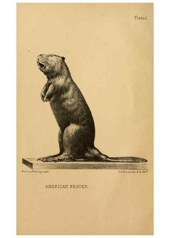 Reproducción/Reproduction 8357327167: The American beaver and his works.. Philadelphia,J.B. Lippincott & Co.,1868.