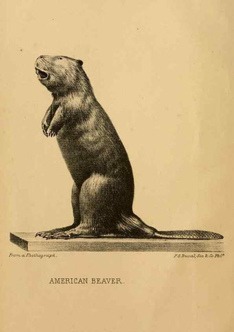 Reproducción/Reproduction 8357327167: The American beaver and his works.. Philadelphia,J.B. Lippincott & Co.,1868.