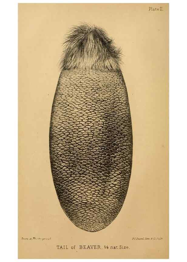 Reproducción/Reproduction 8358390652: The American beaver and his works.. Philadelphia,J.B. Lippincott & Co.,1868.