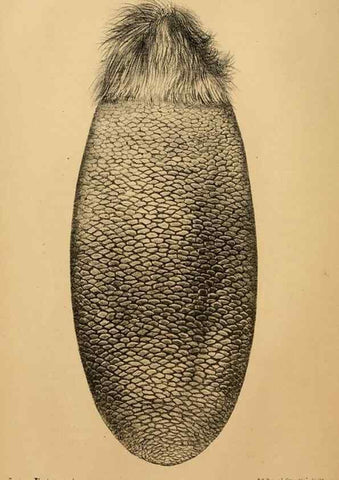 Reproducción/Reproduction 8358390652: The American beaver and his works.. Philadelphia,J.B. Lippincott & Co.,1868.