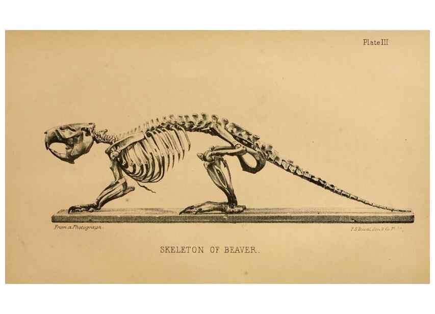 Reproducción/Reproduction 8357328795: The American beaver and his works.. Philadelphia,J.B. Lippincott & Co.,1868.