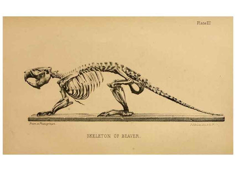 Reproducción/Reproduction 8357328795: The American beaver and his works.. Philadelphia,J.B. Lippincott & Co.,1868.