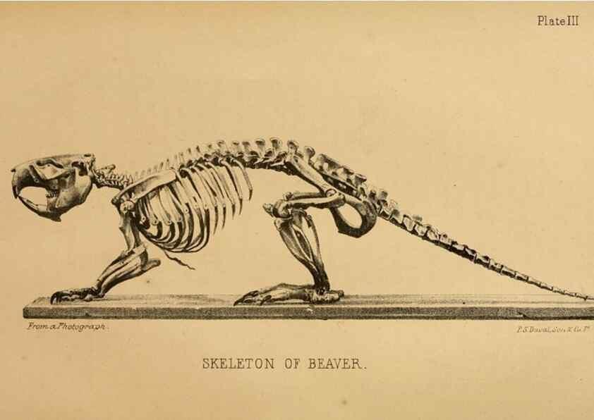 Reproducción/Reproduction 8357328795: The American beaver and his works.. Philadelphia,J.B. Lippincott & Co.,1868.