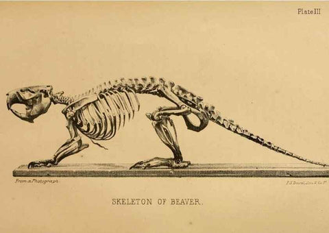 Reproducción/Reproduction 8357328795: The American beaver and his works.. Philadelphia,J.B. Lippincott & Co.,1868.