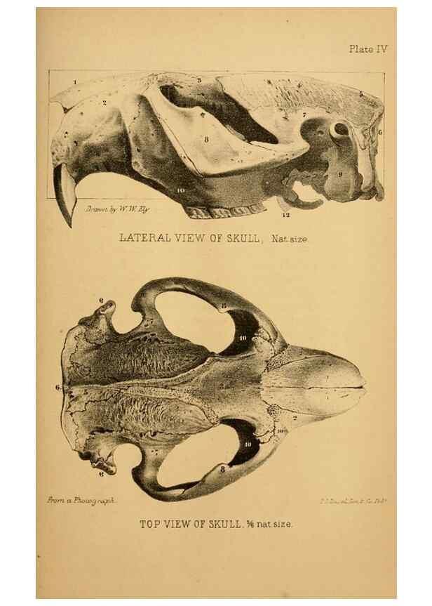 Reproducción/Reproduction 8358392224: The American beaver and his works.. Philadelphia,J.B. Lippincott & Co.,1868.