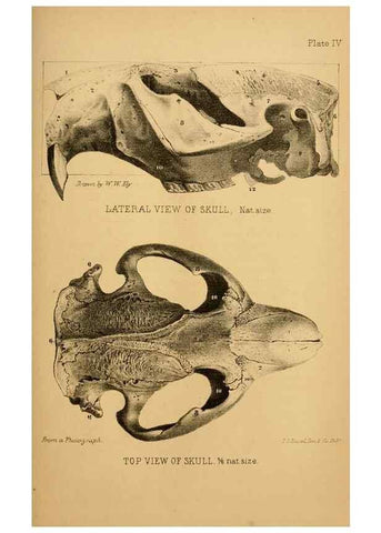 Reproducción/Reproduction 8358392224: The American beaver and his works.. Philadelphia,J.B. Lippincott & Co.,1868.