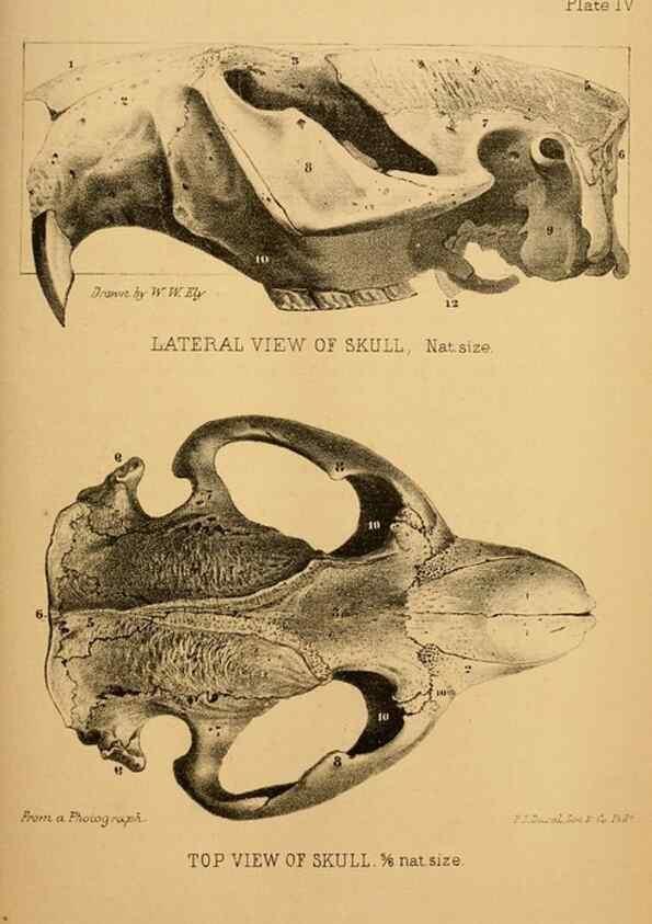Reproducción/Reproduction 8358392224: The American beaver and his works.. Philadelphia,J.B. Lippincott & Co.,1868.