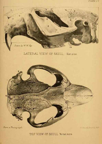 Reproducción/Reproduction 8358392224: The American beaver and his works.. Philadelphia,J.B. Lippincott & Co.,1868.