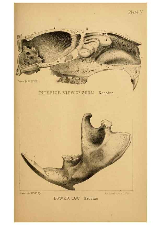 Reproducción/Reproduction 8357330583: The American beaver and his works.. Philadelphia,J.B. Lippincott & Co.,1868.