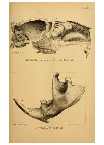 Reproducción/Reproduction 8357330583: The American beaver and his works.. Philadelphia,J.B. Lippincott & Co.,1868.