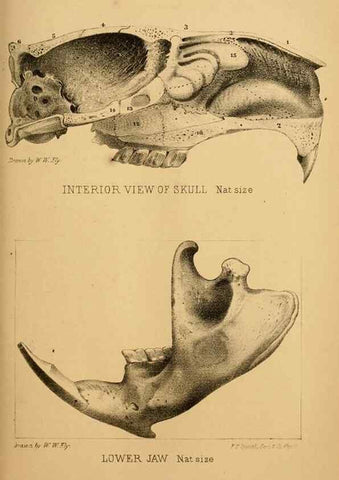 Reproducción/Reproduction 8357330583: The American beaver and his works.. Philadelphia,J.B. Lippincott & Co.,1868.