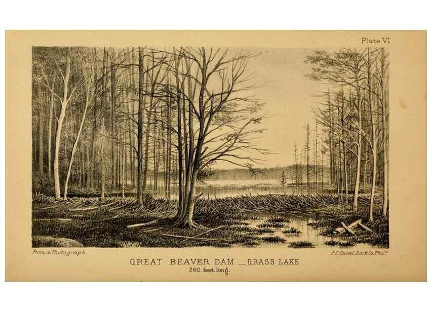Reproducción/Reproduction 8358393888: The American beaver and his works.. Philadelphia,J.B. Lippincott & Co.,1868.