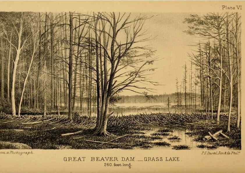 Reproducción/Reproduction 8358393888: The American beaver and his works.. Philadelphia,J.B. Lippincott & Co.,1868.